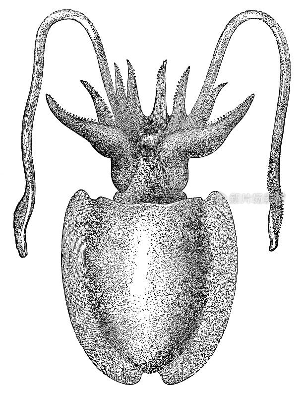 普通墨鱼(Sepia Officinalis) - 19世纪